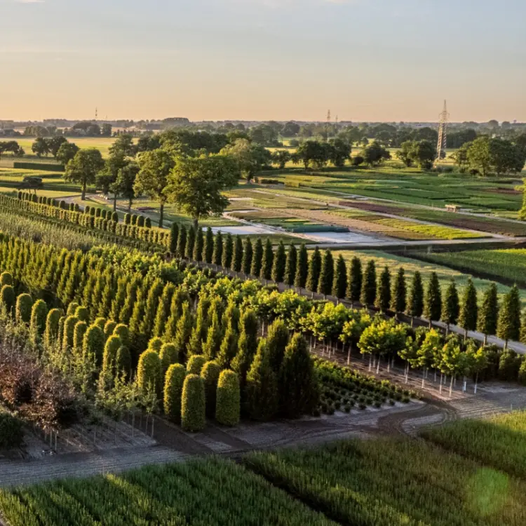 Heydorn Soehne - Die nachhaltige Baumschule aus dem Norden